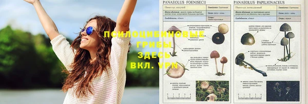 прущие грибы Богородск